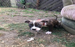 Mixed Breed dogs for sale: 3 BOYS LEFT - American Staffordshire bull terriers - Image 24