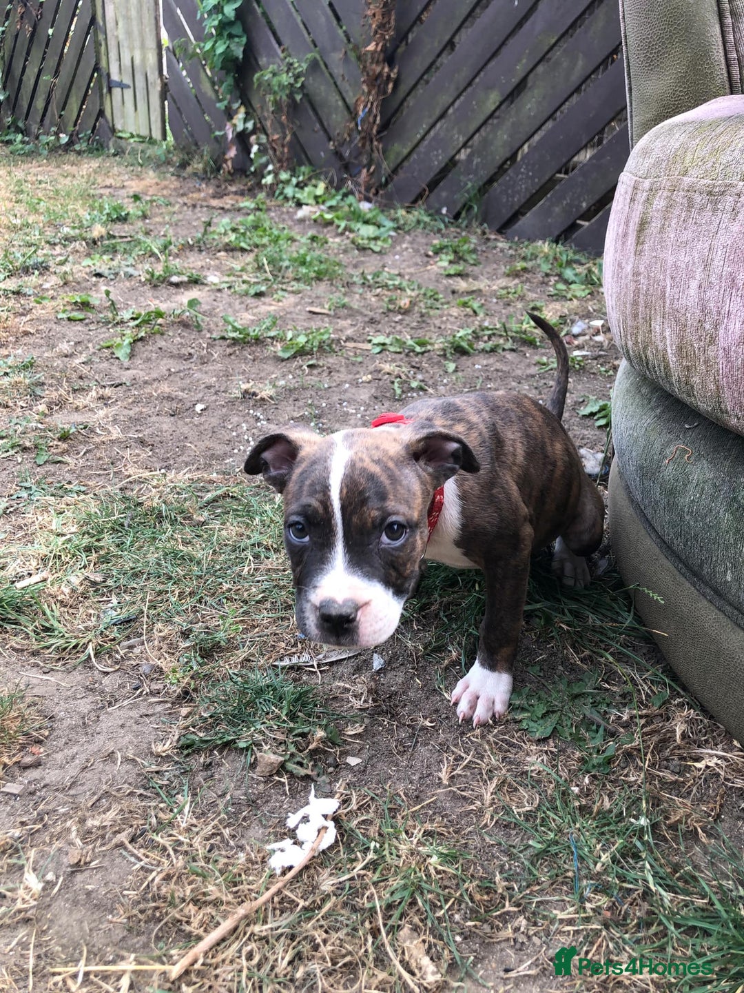Mixed Breed dogs for sale: 3 BOYS LEFT - American Staffordshire bull terriers - Image 24