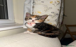 Domestic Shorthair cats for sale: Mixed Kitten female  - Image 4