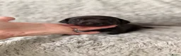 Miniature Dachshund dogs for sale: Rare Solid Colour PRA Clear KC Mini Dachshund Pups - Advert 34