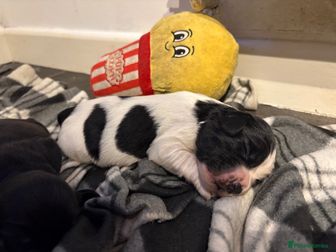 Mixed Breed dogs for sale: 5 BEAUTIFUL SPRINGER/SPROCKER PUPPIES FO SALE  - Advert 23