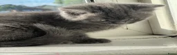 Birman cats for sale: Birman cat - Advert 12