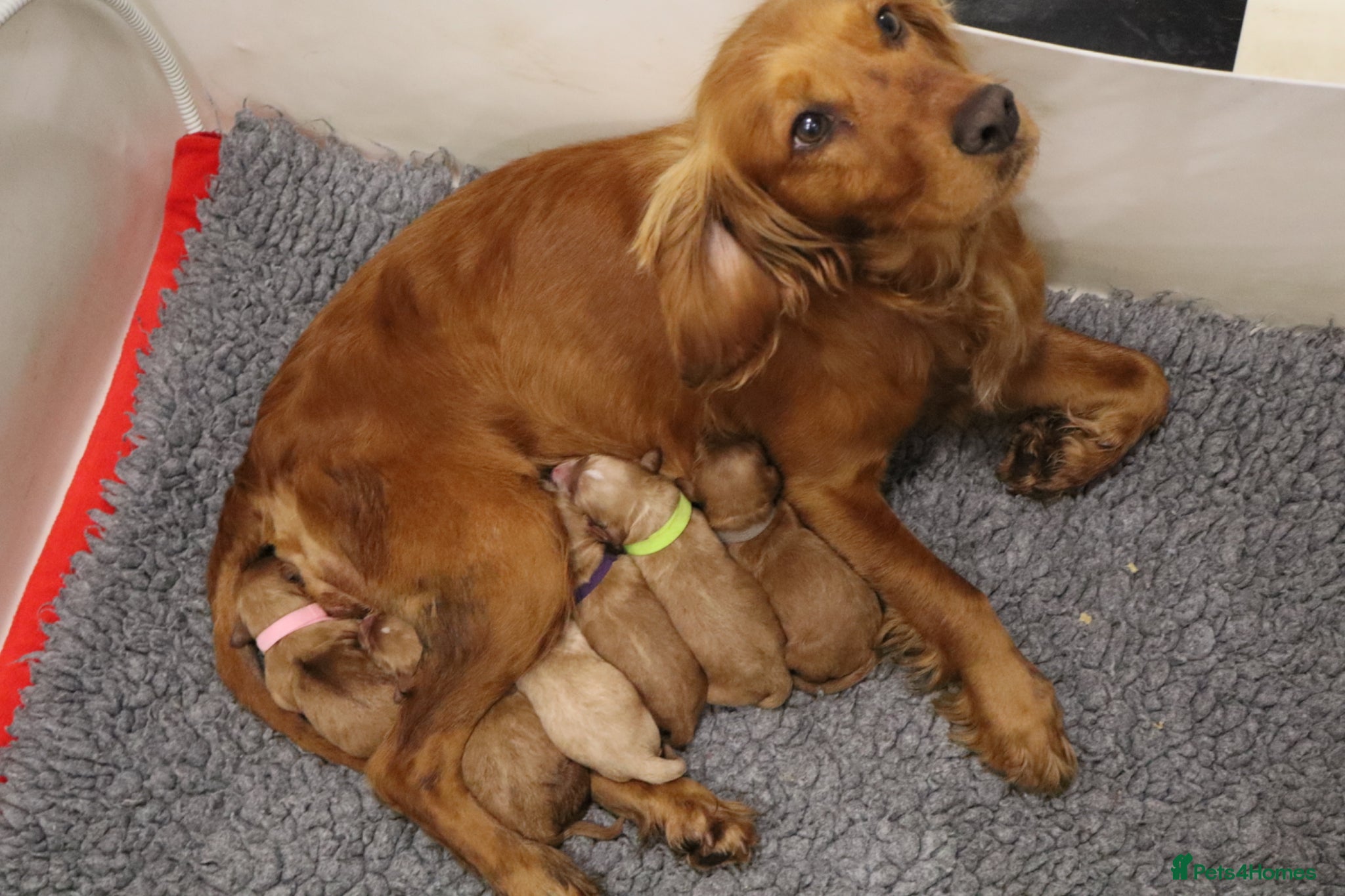 Cockapoo dogs ELITE COCKAPOOS LICNECED 5* BREEDERS - Advert 1