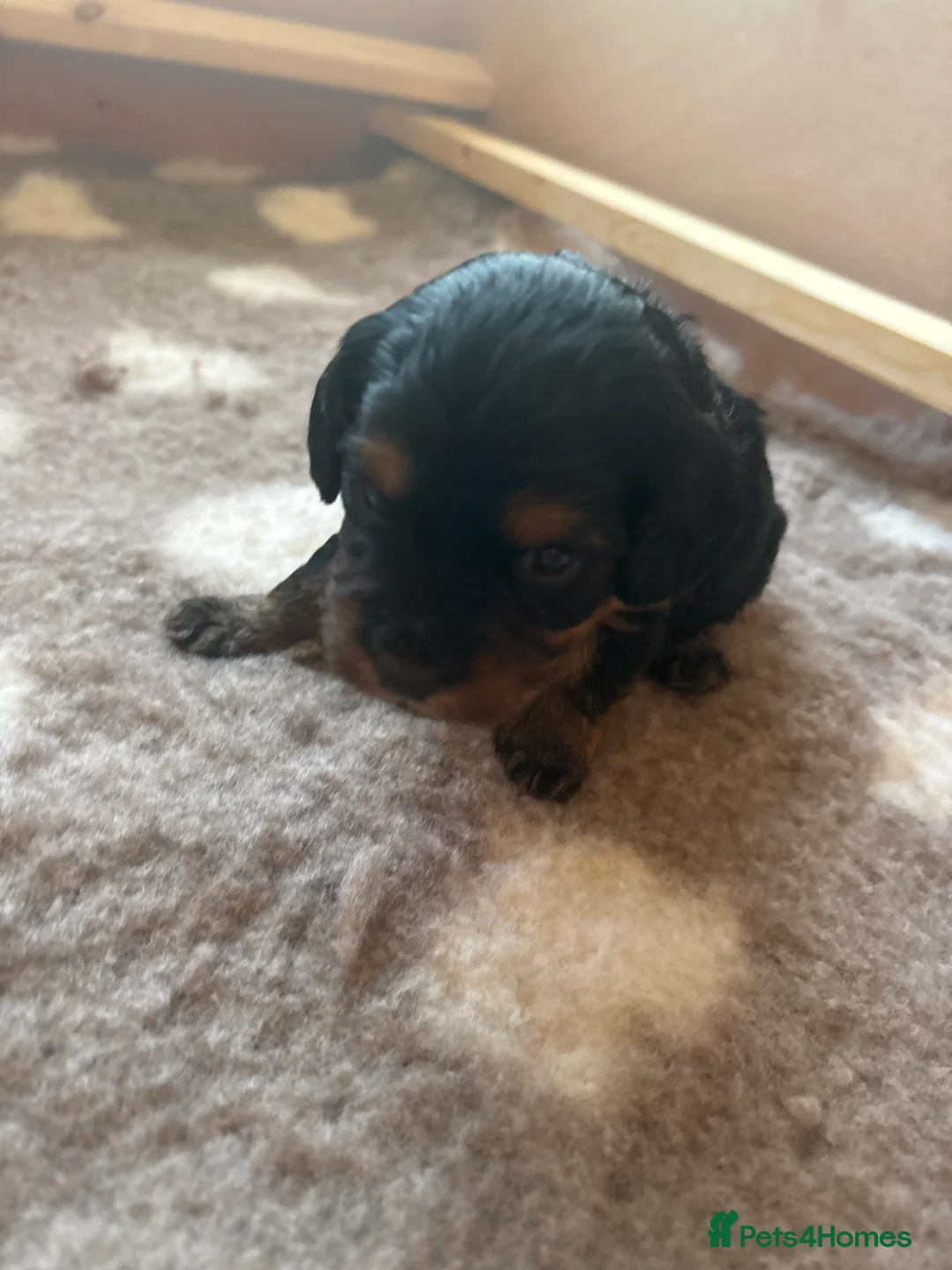 Cavapoo dogs for sale: Cute little cavas looking for their forever home!  - Advert 2