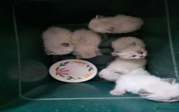 Siberian cats for sale: Siberian Kittens Super Friendly 💕🐾 - Image 24