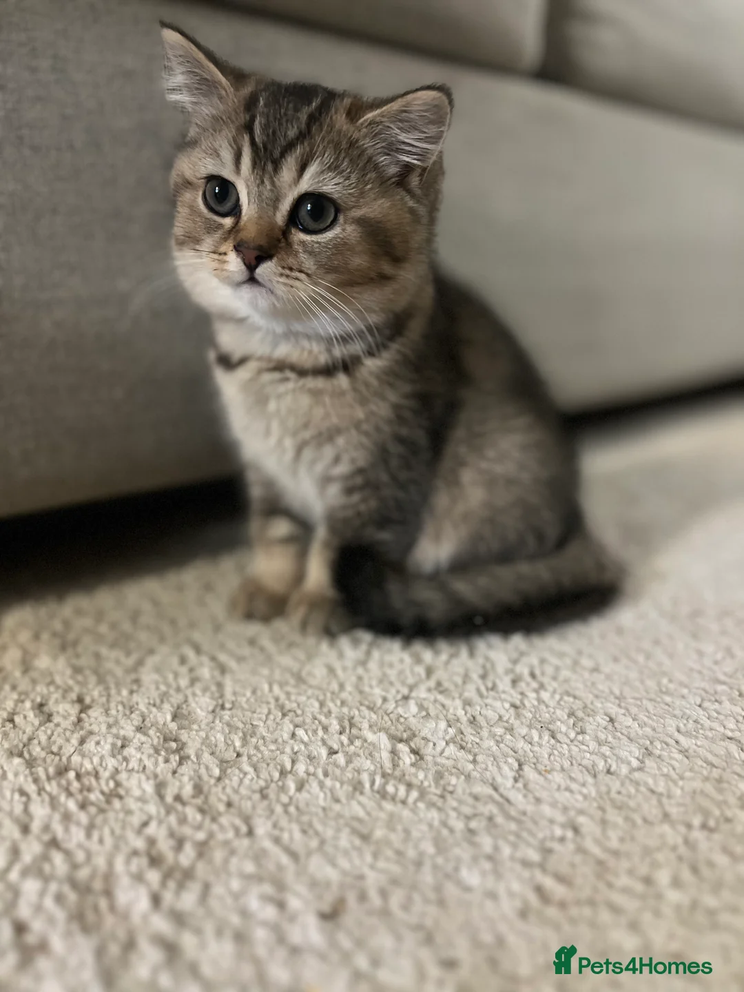 British Shorthair cats for sale: 4 Beautiful British Shorthair Kittens for Sale - Advert 5