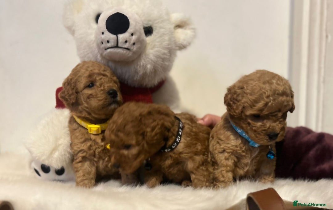 Cavapoo dogs for sale: Double curly coat cavapoo pups - Advert 11
