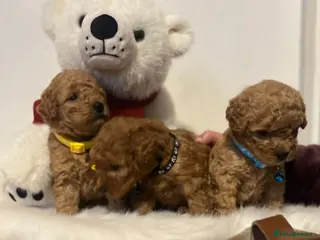 Cavapoo dogs Double curly coat cavapoo pups - Advert 6