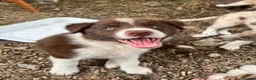 Border Collie dogs for sale: ISDS/KC Border Collie puppies for sale  - Advert 4