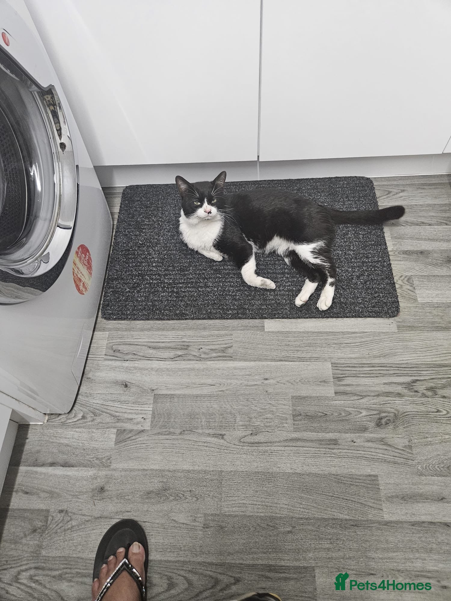 Domestic Shorthair cats Rehome stray  - Advert 3