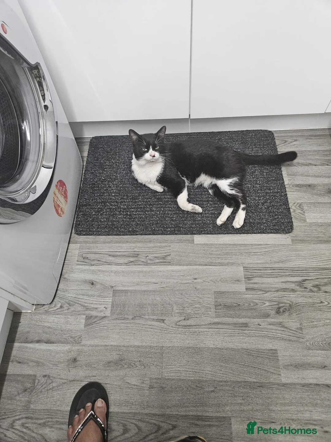 Domestic Shorthair cats for sale: Rehome stray  - Advert 1