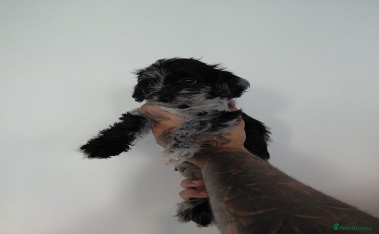 Doxiepoo dogs - Advert 5