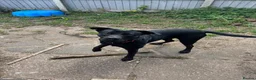 Labrador Retriever dogs for sale: Dog for sale in Dudley - Advert 7
