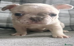 French Bulldog dogs for sale: French bulldog  - Image 6