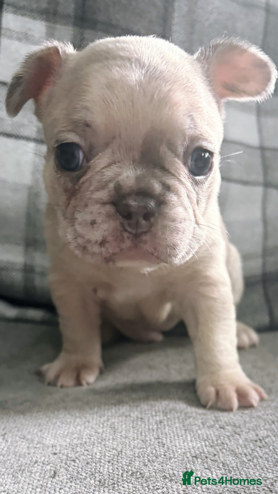 French Bulldog dogs for sale: French bulldog  - Image 6