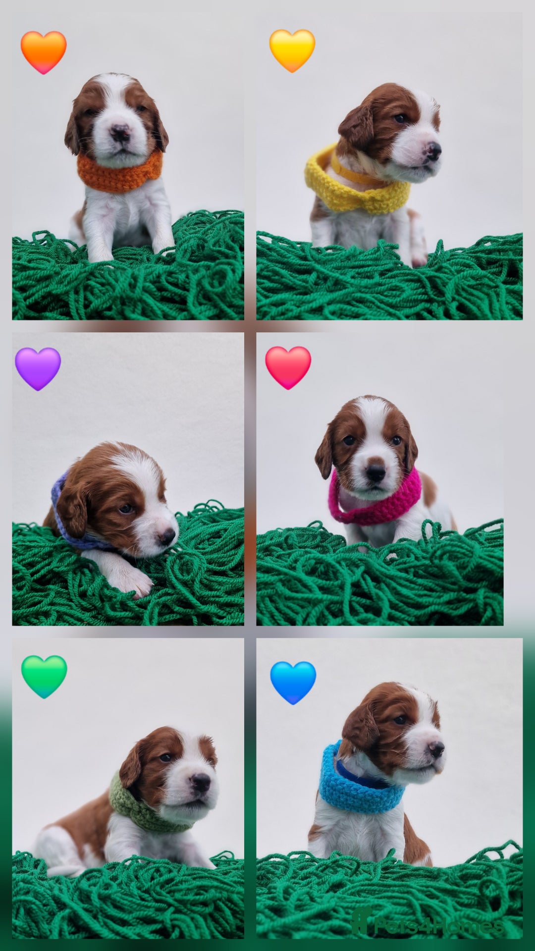 Welsh Springer Spaniel dogs for sale: Quality Welsh Springers | Exceptional homes only. - Advert 6