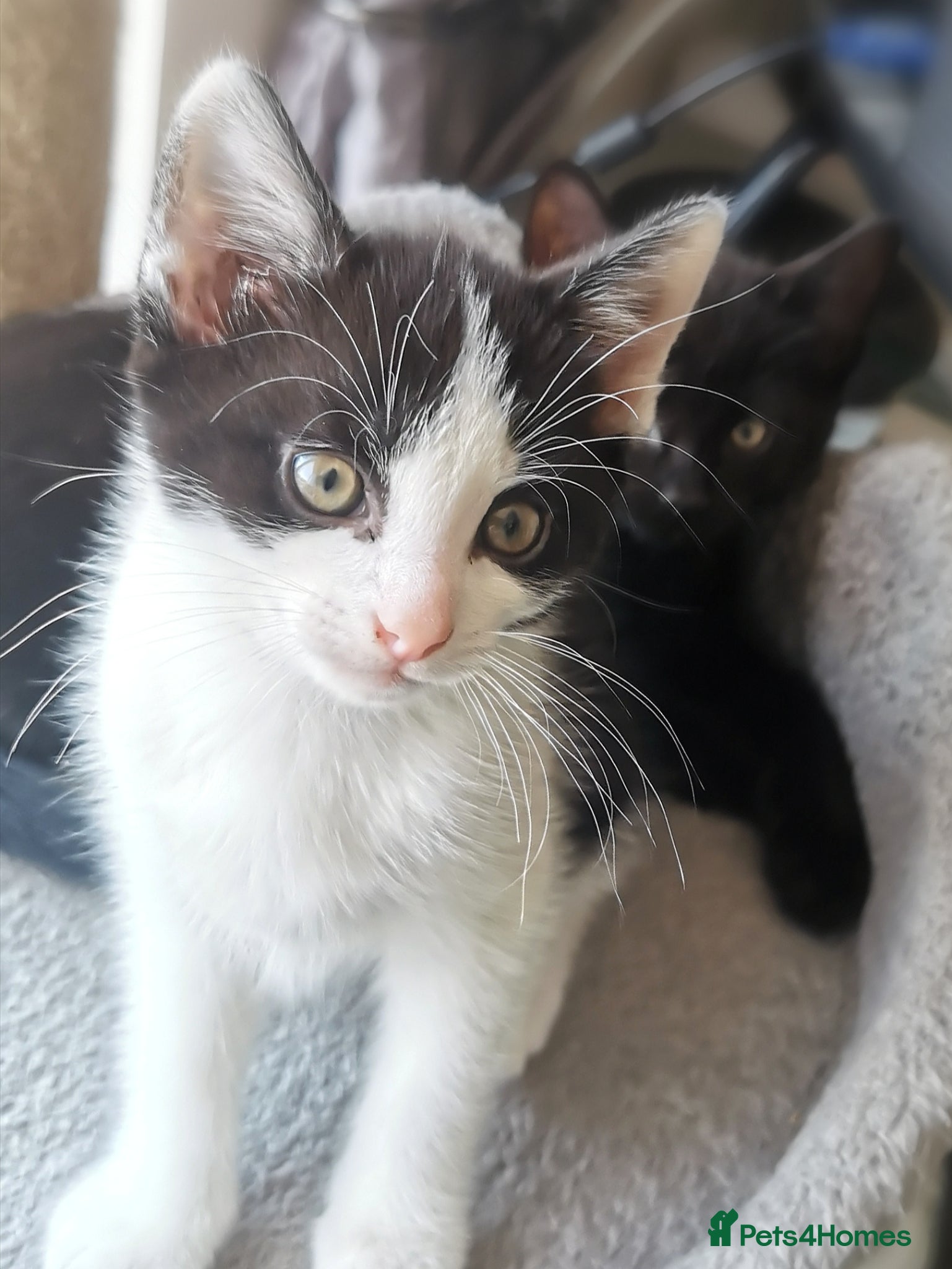Mixed Breed cats for sale: Gorgeous, sweet natured & very playful kittens in London - Advert 8
