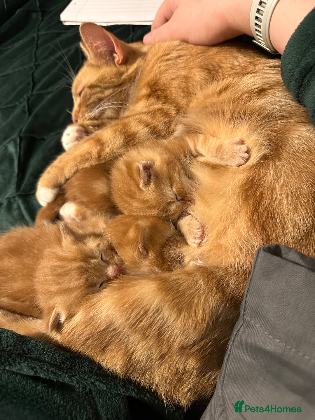 Scottish Fold cats for sale: Ginger Scottish fold/straights - Advert 7