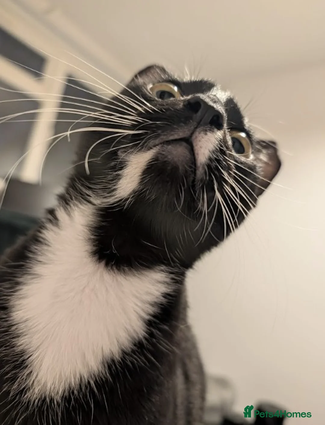 Mixed Breed cats for adoption: Male Cat for Adoption - Advert 2