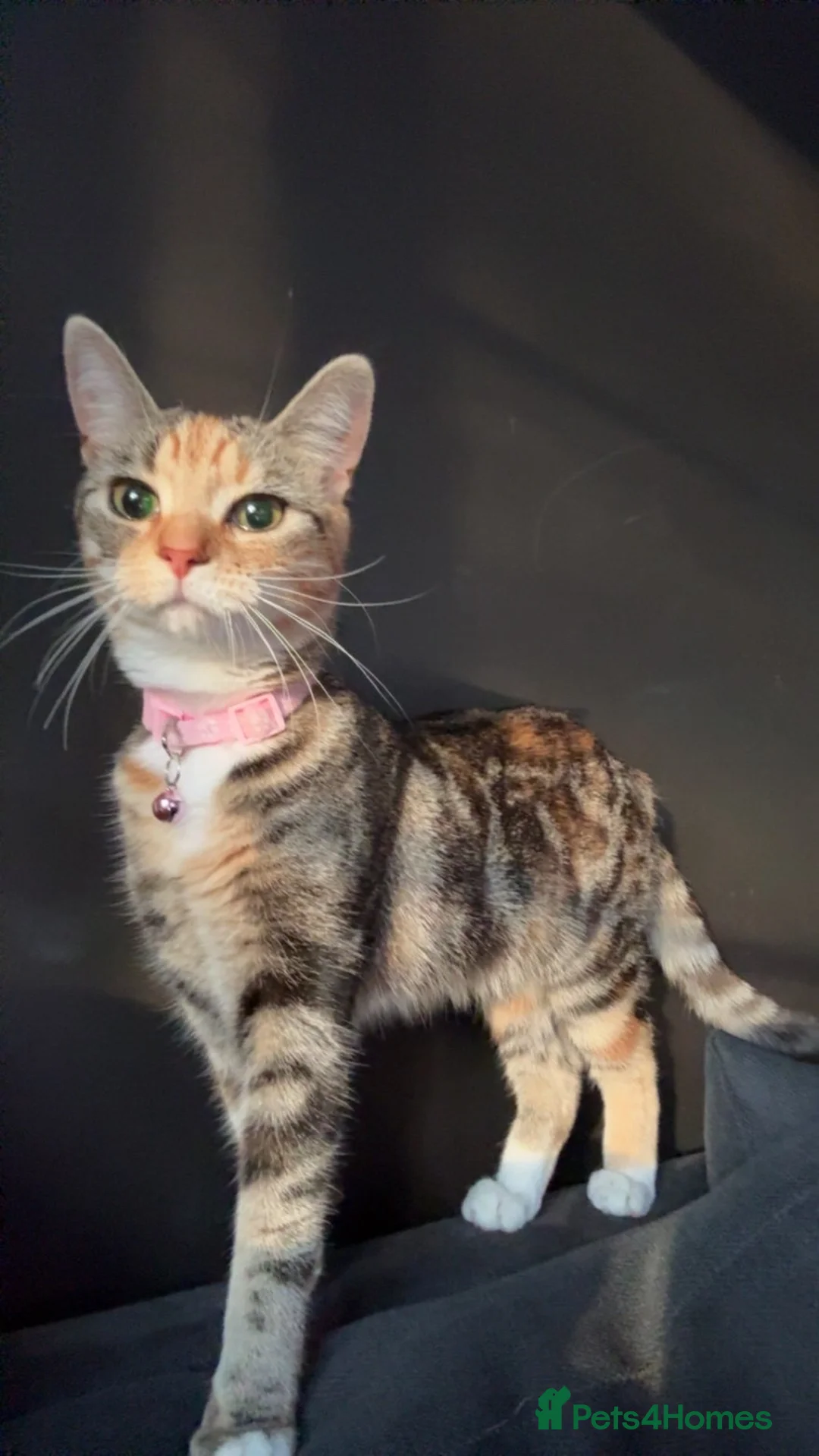 Mixed Breed cats for sale: 2 x 1 year old cats - Advert 3