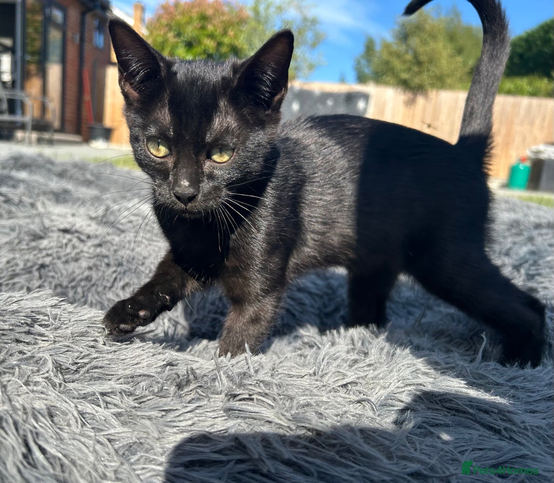Bengal cats for sale: Two adorable Blue/Melanistic Bengal Kittens TICA  in Benfleet - Image 30
