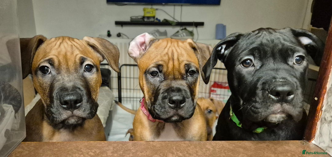 Mixed Breed dogs for sale: Bullmastiff x puppies 🐶  - Advert 14