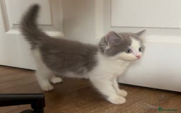 Exotic cats for sale: Exotic X Silver Tabby Fur Babies - Image 30