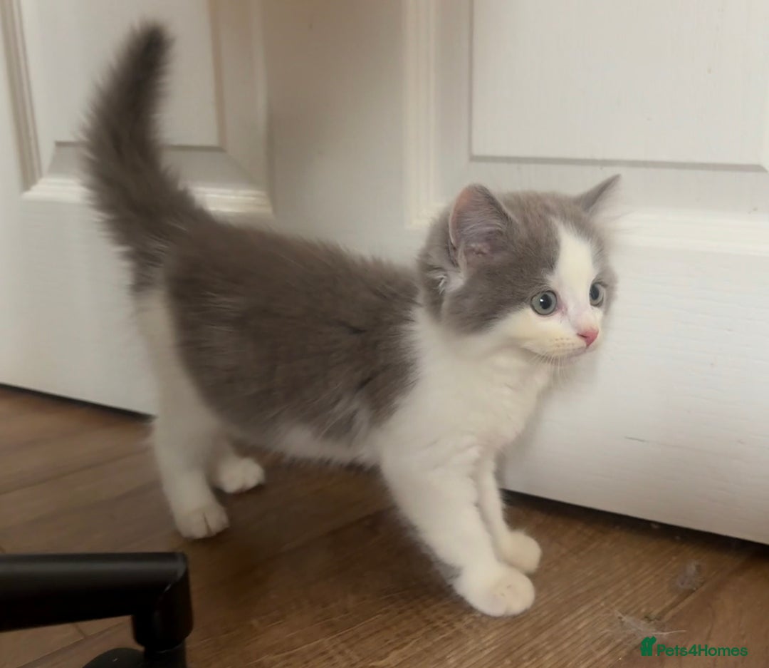 Exotic cats for sale: Exotic X Silver Tabby Fur Babies - Image 30