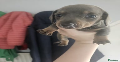 Dachshund dogs - Advert 6