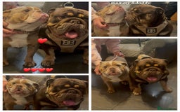 English Bulldog dogs for sale: Dwkc englìsh bulldog puppies  - Image 4