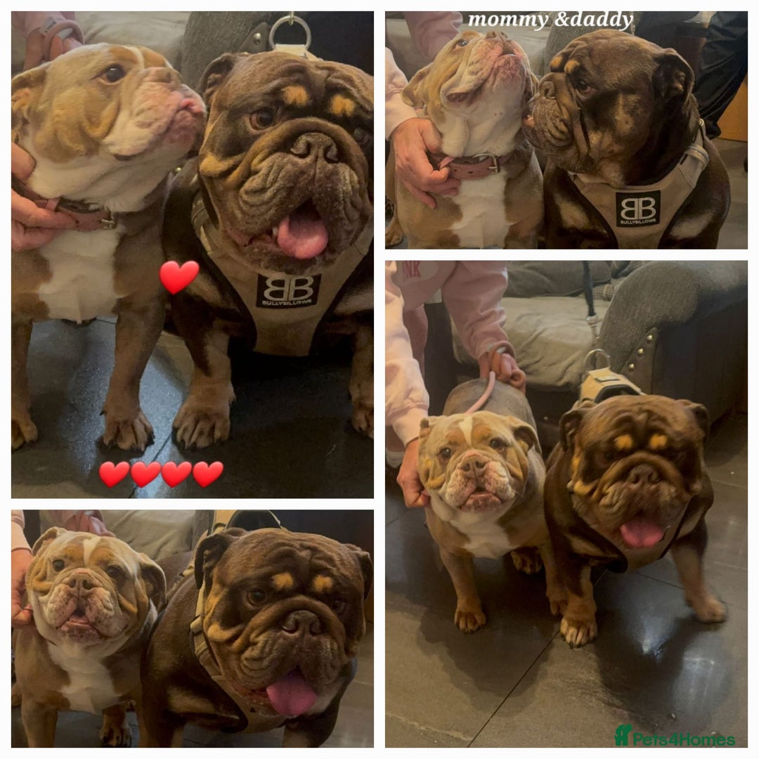 English Bulldog dogs for sale: Dwkc englìsh bulldog puppies  - Image 4