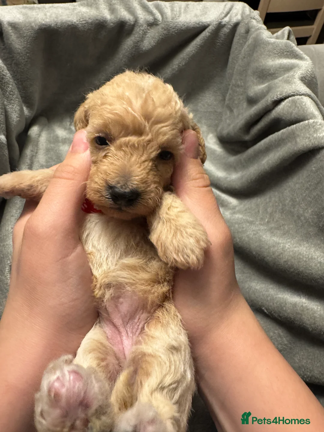 Mixed Breed dogs for sale: Poochon: 87.5% (and 12.5% jack russell) - Advert 8