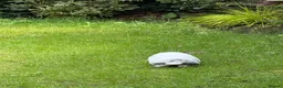 Mini Lop rabbits for sale: 2 beautiful girls  in Chorley - Advert 6