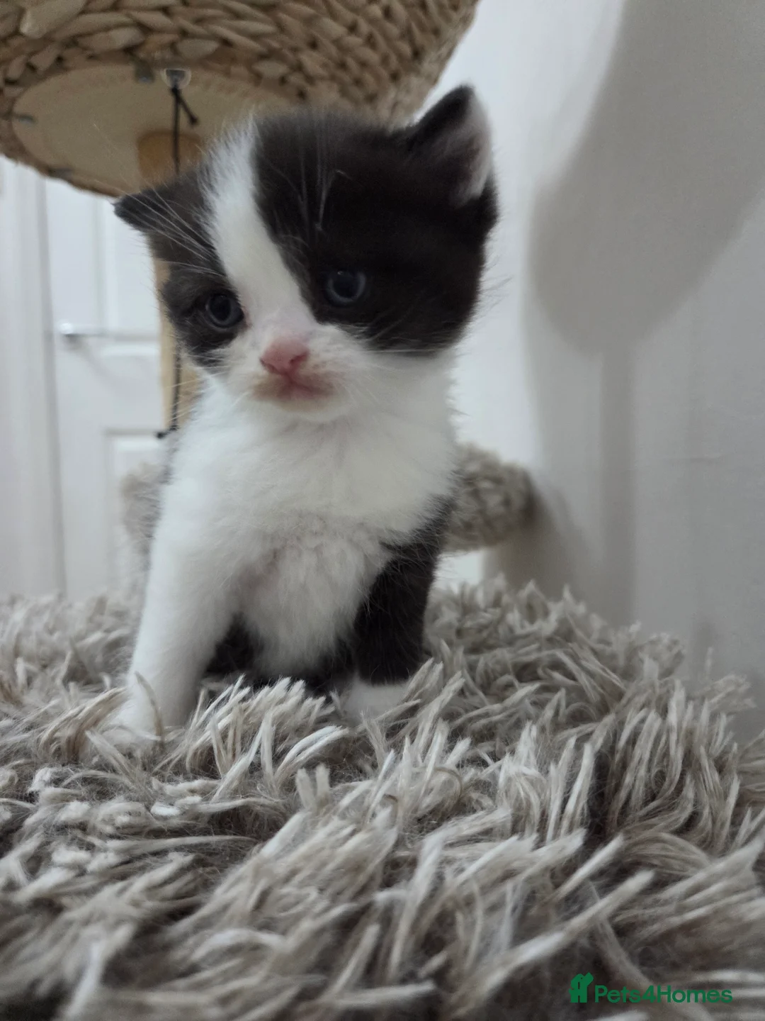 Mixed Breed cats for sale: RAGDOLL/ PERSIAN KITTENS  - Advert 2