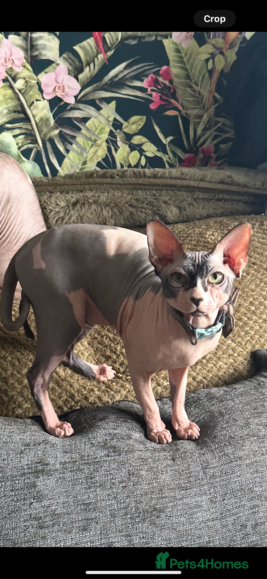 Sphynx cats for sale: Male Sphynx – Sidrick – 1½ Years Old - Advert 6