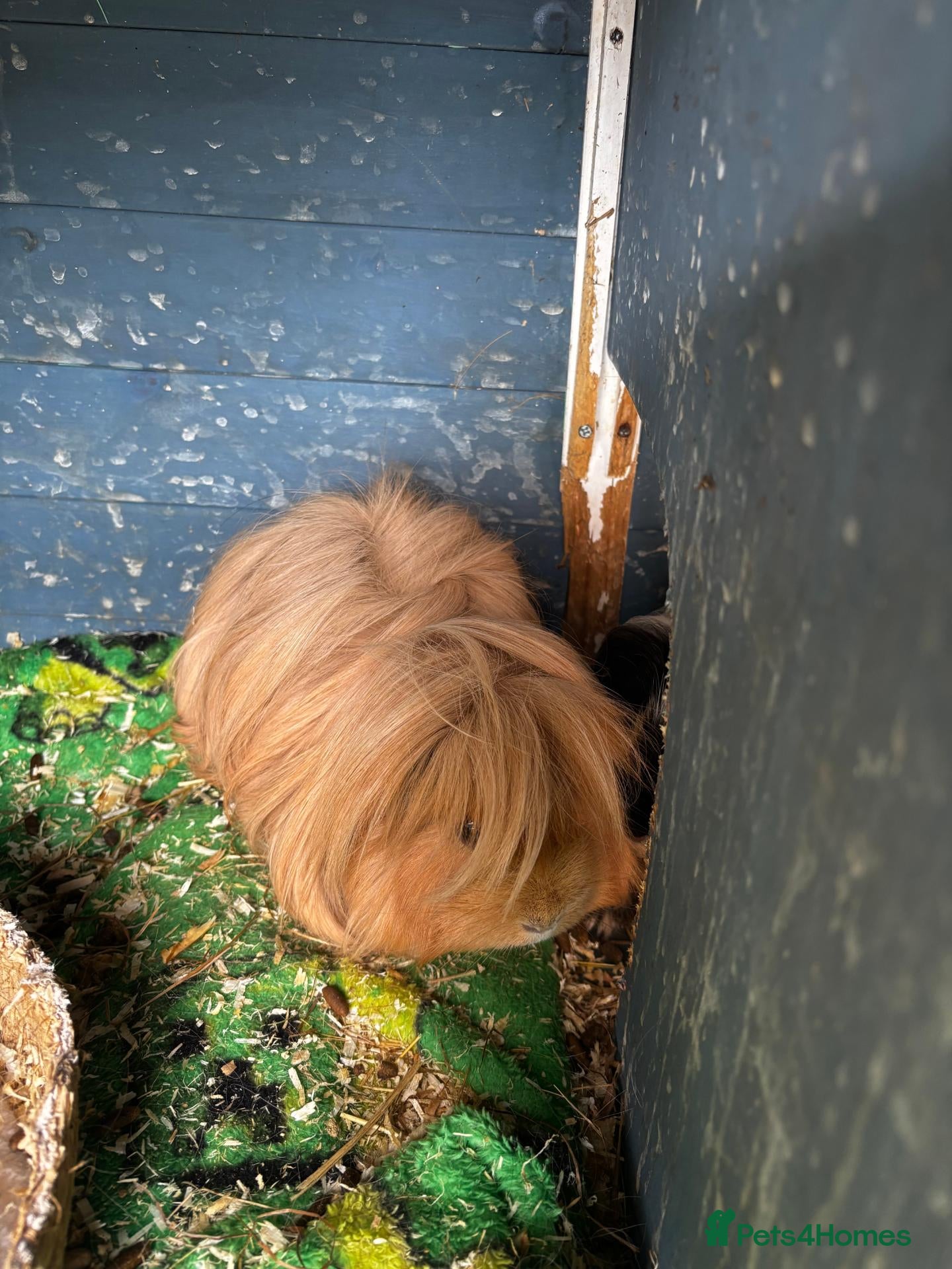 Guinea Pig rodents Guinea pigs needing a new home! - Advert 2