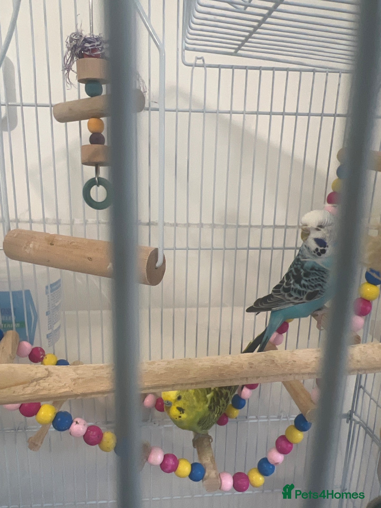 Budgerigars birds two budgies one male one female - Advert 6
