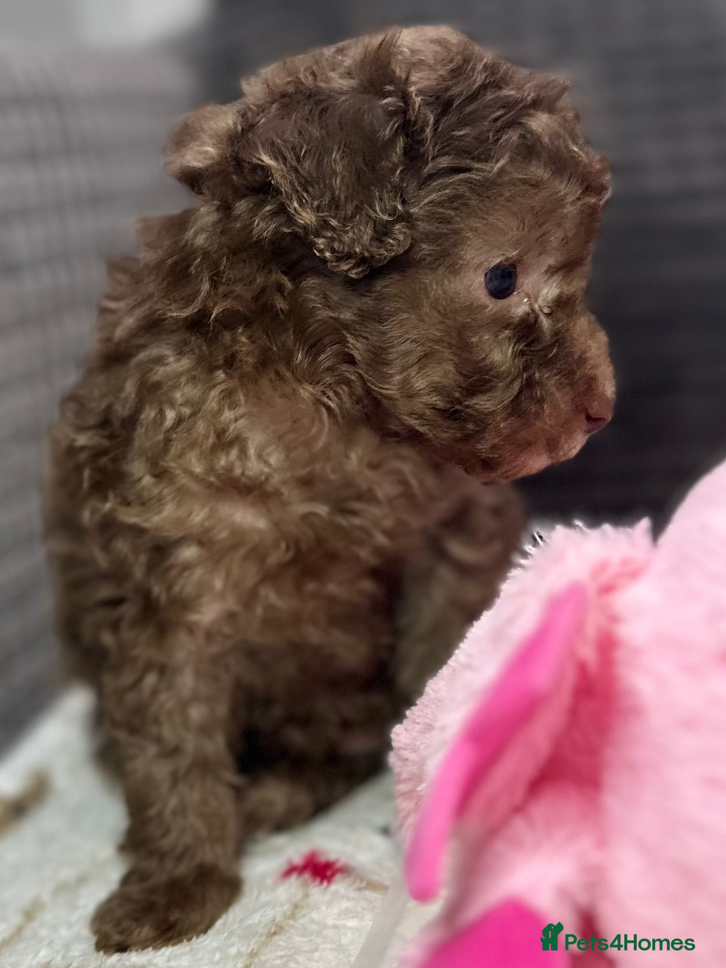 Toy Poodle dogs Toy poodle puppies  - Advert 1