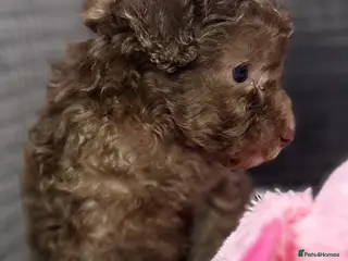 Toy Poodle dogs Toy poodle puppies - Advert 7