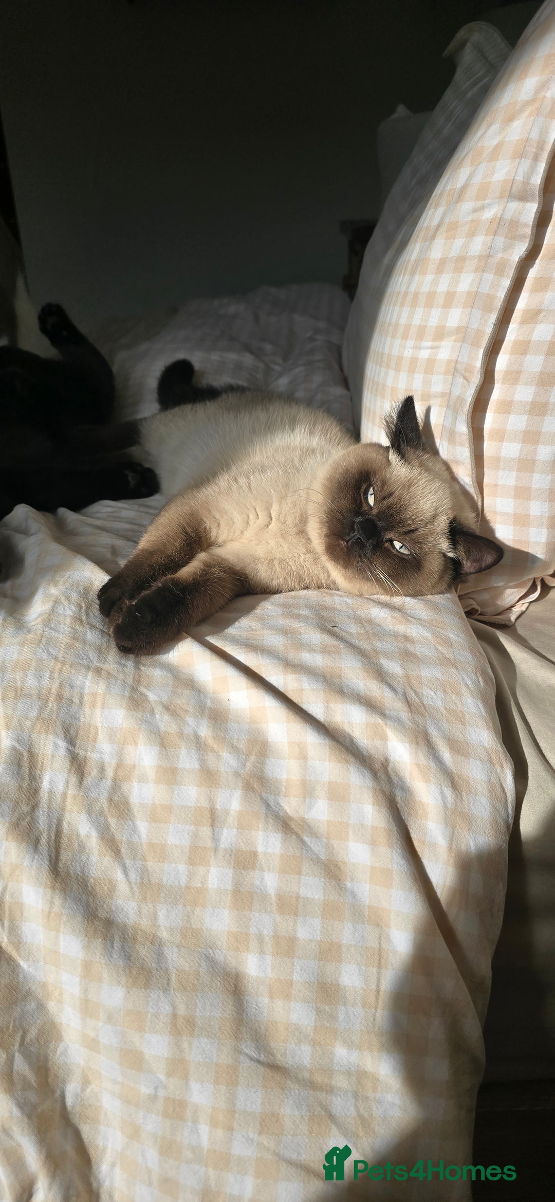 British Shorthair cats for sale: British Shorthair kittens  - Image 19