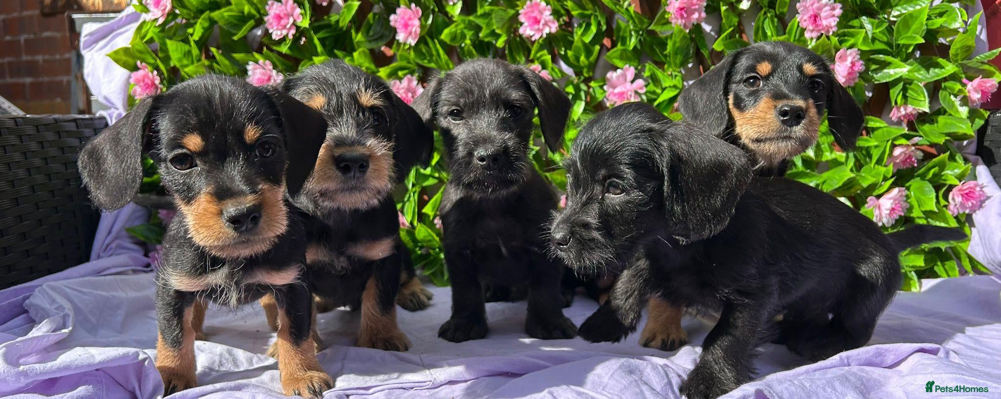 Mixed Breed dogs SCHNOXIE F1 PARENTS HEALTH TESTED  - Advert 1