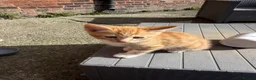 Mixed Breed cats for sale: Two boy ginger kittens  - Advert 13