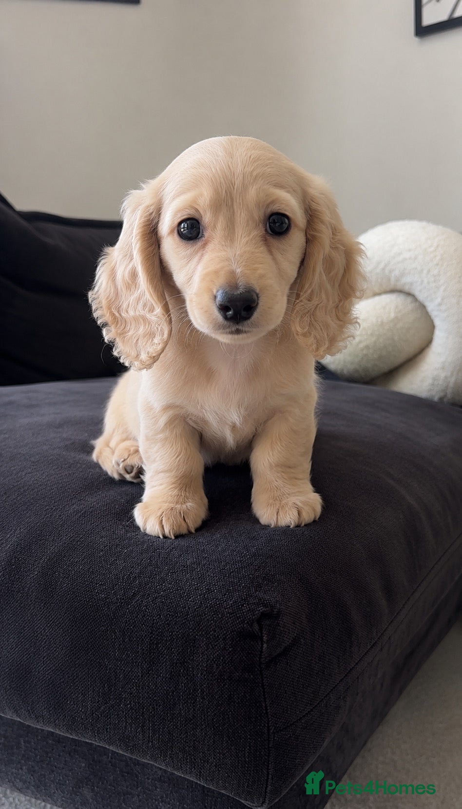 Miniature Dachshund dogs Miniature dachshund for sale ready now 🤍 - Advert 6