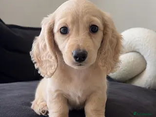 Miniature Dachshund dogs Miniature dachshund for sale ready now 🤍 - Advert 6