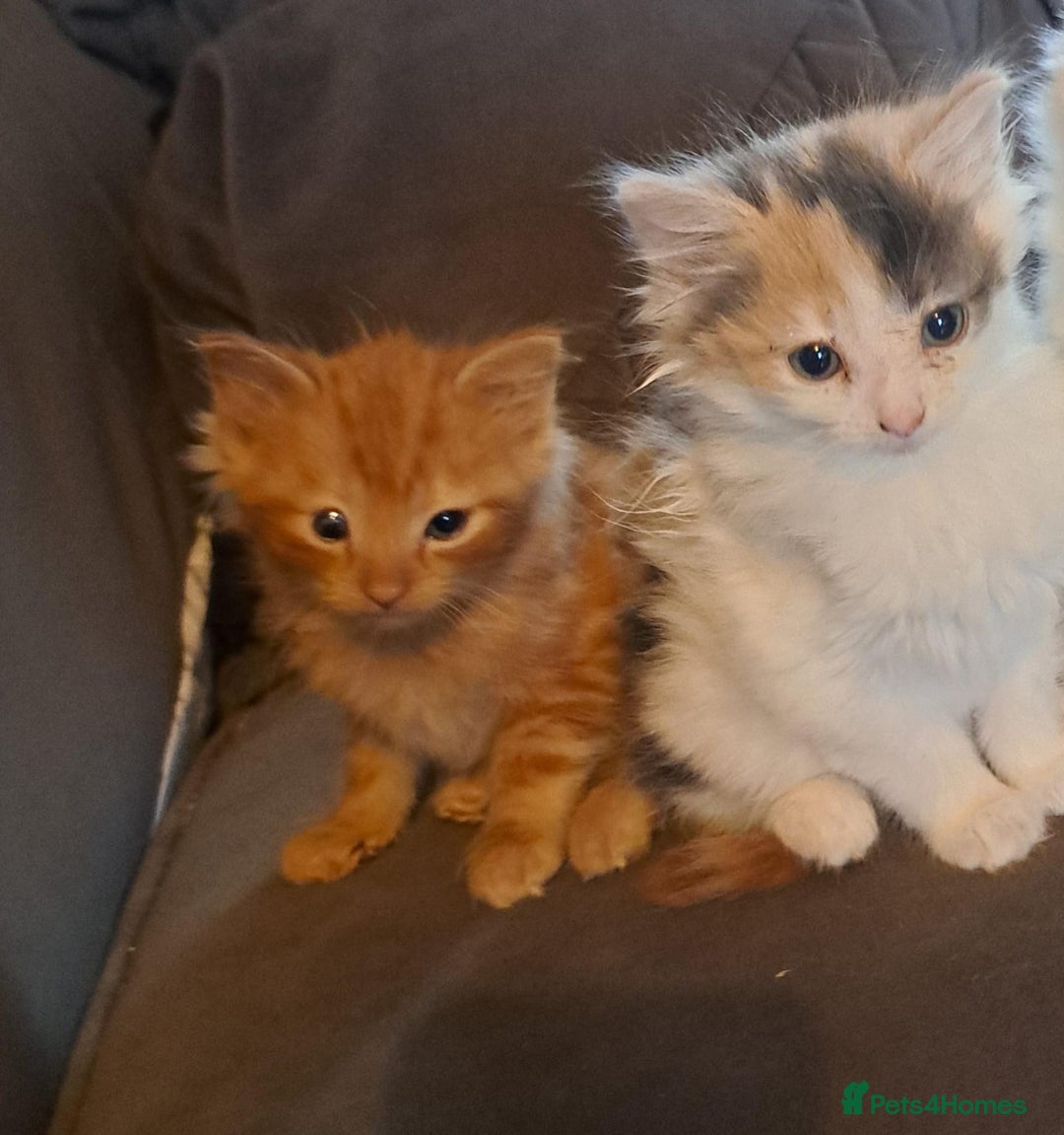 Mixed Breed cats for sale: 3 kittens in need of loving and caring homes - Advert 3