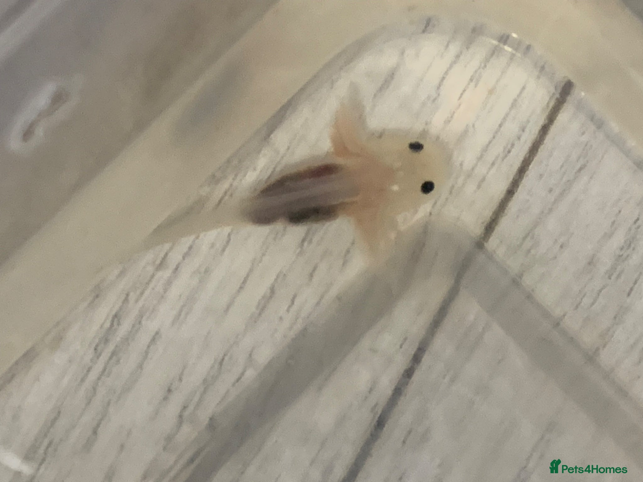 Axolotl reptiles for sale: Baby axolotls 4 months old  - Advert 1