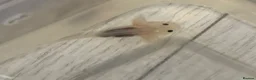 Axolotl reptiles for sale: Baby axolotls 4 months old  - Advert 1