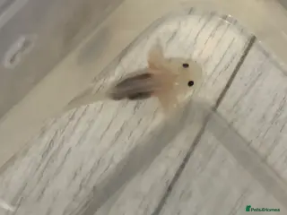 Axolotl reptiles for sale: Baby axolotls 4 months old - Advert 1