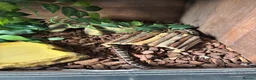 Corn Snake reptiles for sale: Corn snake  - Advert 8