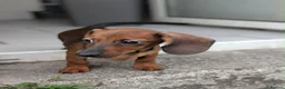 Miniature Dachshund dogs for sale: Miniature dachshund babies  - Advert 6